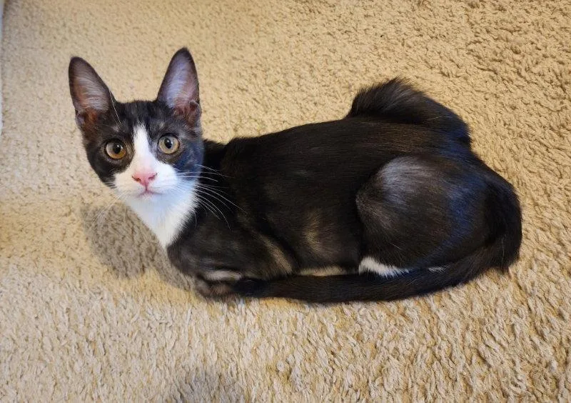 A young medium-sized female Tabby cat named Isabele for adoption in Ocala, FL