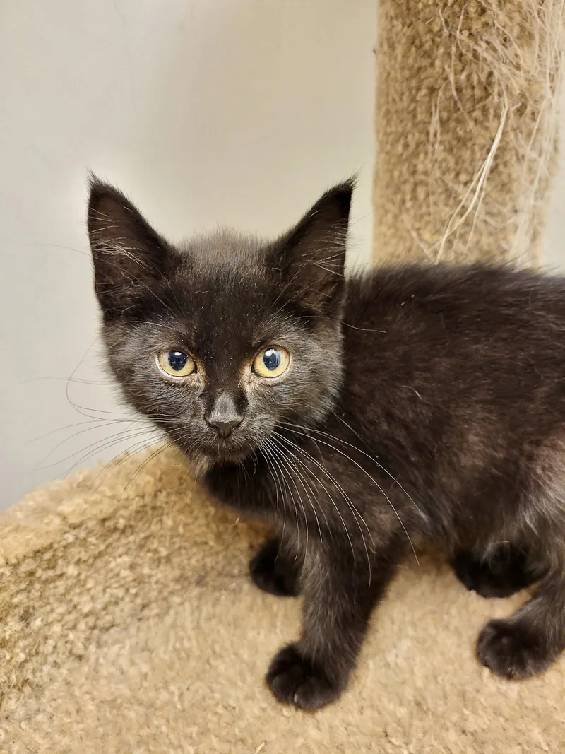 A baby medium-sized female Black Domestic Short Hair cat named CAT Ruby for adoption in GILBERTS, IL