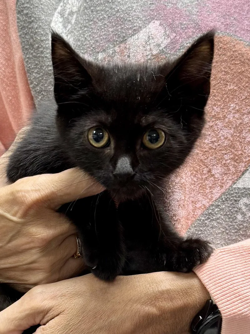 CAT  Ruby thumbnail 2