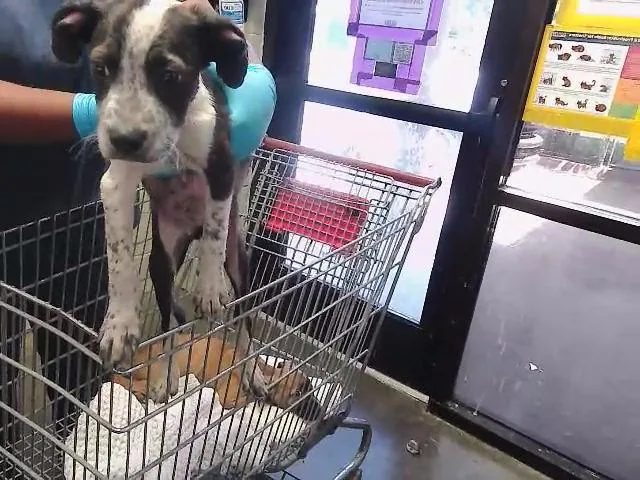 A baby small-sized male Great Dane dog named Smokey for adoption in Tulsa, OK
