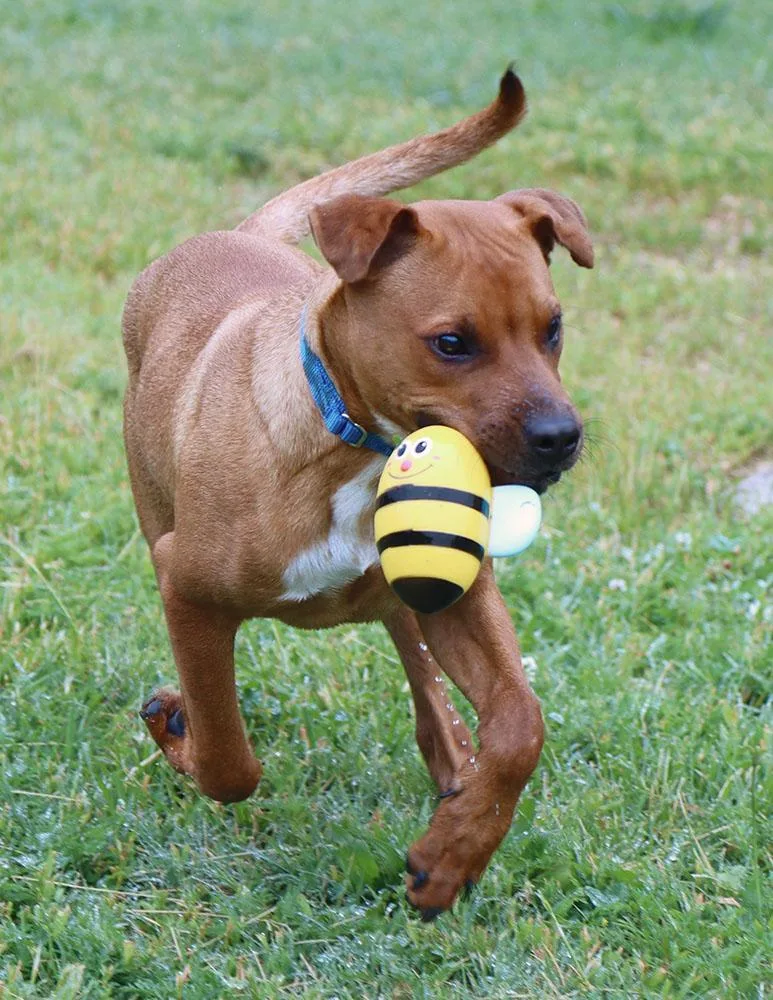 A young medium-sized male Golden Black Mouth Cur dog named Dexter for adoption in Kansas City, KS