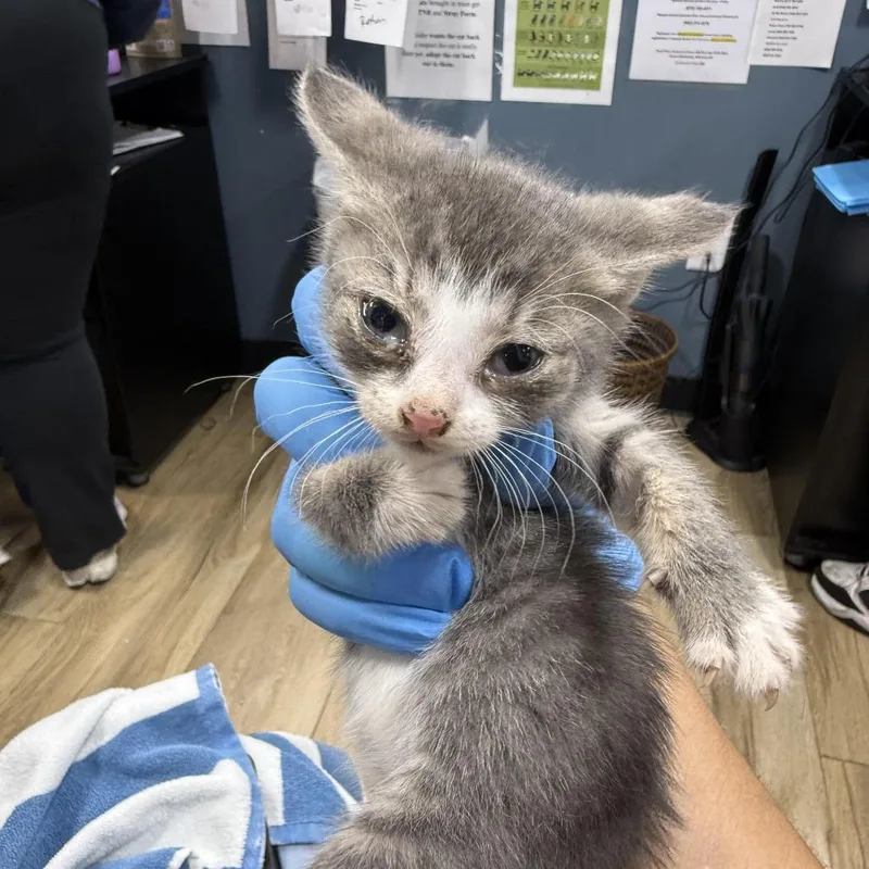 A baby small-sized male Gray / Blue / Silver Domestic Short Hair cat named Pear for adoption in Newark, NJ