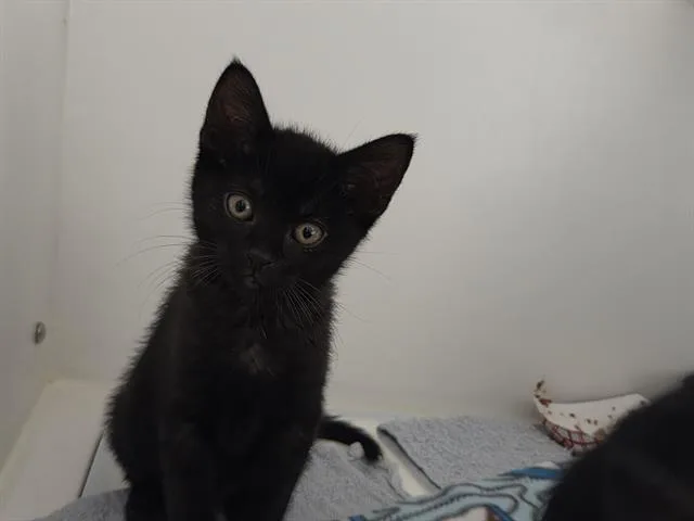 Louie