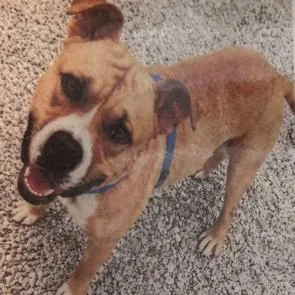 An adult medium-sized male Yellow / Tan / Blond / Fawn Pit Bull Terrier dog named Drake for adoption in Elwood, IN