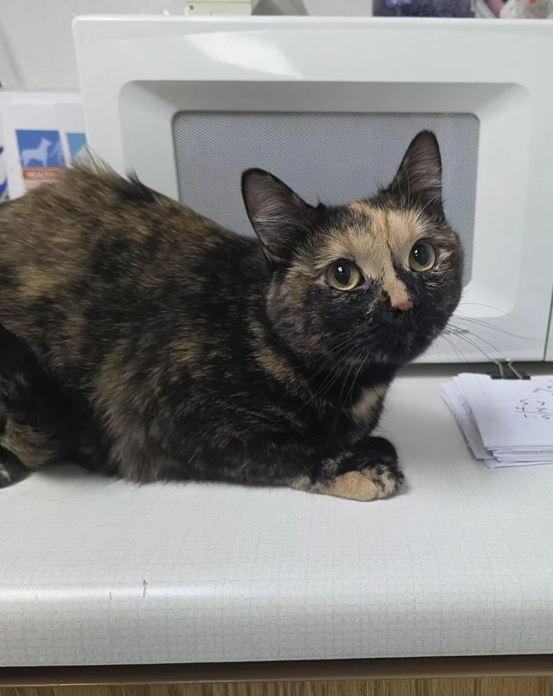 An adult medium-sized female Torbie Domestic Short Hair cat named Trinity for adoption in Elko, NV