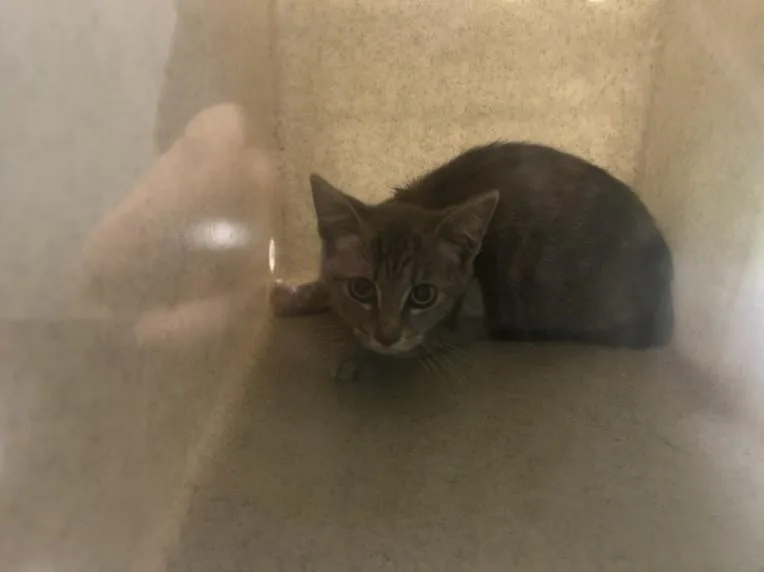 A baby small-sized female Domestic Short Hair cat named Ada for adoption in Los Angeles, CA