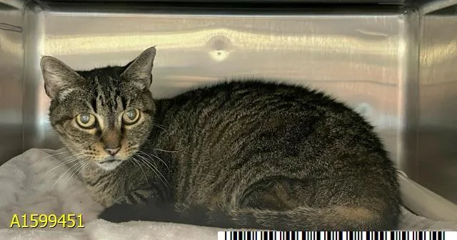 A senior medium-sized female Domestic Short Hair cat named Tipsey for adoption in West Palm Beach, FL
