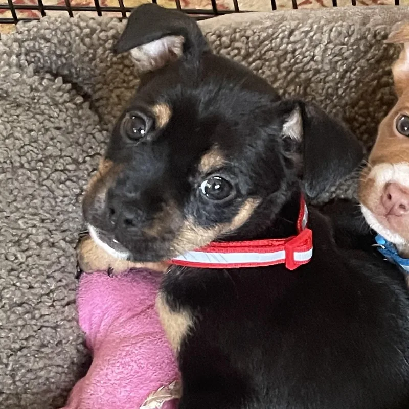 A baby small-sized male Black Pit Bull Terrier dog named Stretch for adoption in Richmond, VA