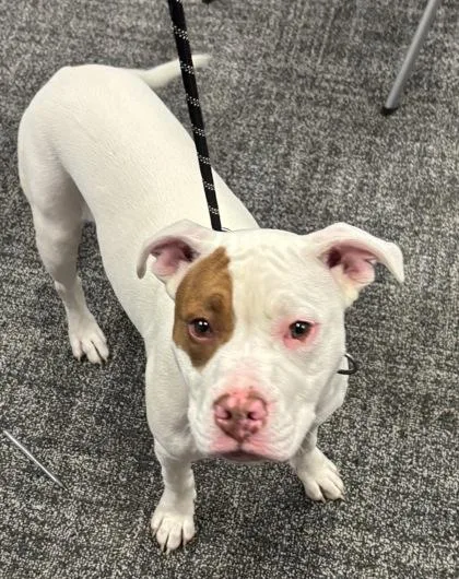 An adult medium-sized female Mixed Breed dog named Galactic for adoption in West Chester, PA