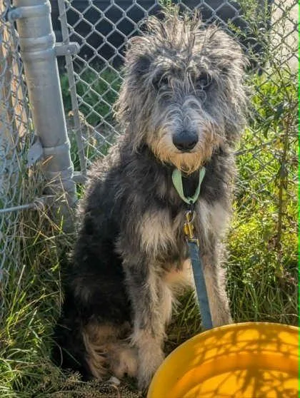 A young medium-sized female Brown / Chocolate Terrier dog named Grace for adoption in Cleveland, OH