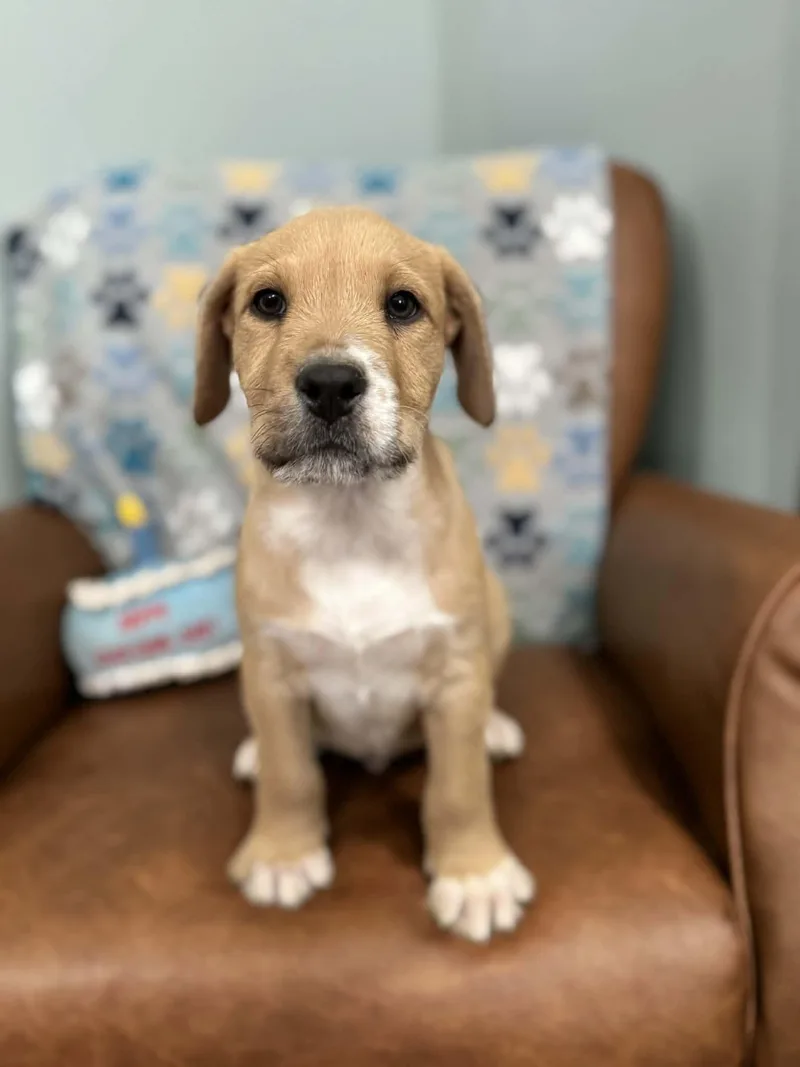 Declan Dazzling thumbnail 2