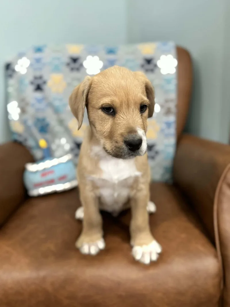 Declan Dazzling thumbnail 3