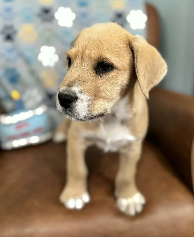 Declan Dazzling thumbnail 5