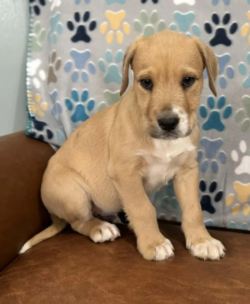 Declan Dazzling thumbnail 6