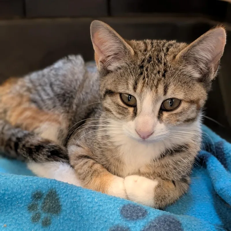 A baby small-sized female Brown / Chocolate Domestic Short Hair cat named Twix for adoption in Sonoma, CA