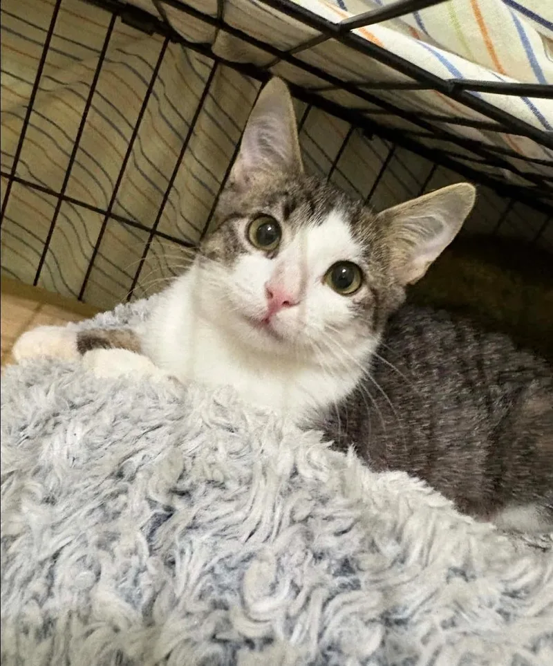 A baby medium-sized female Tabby (Gray / Blue / Silver) Domestic Short Hair cat named Blueberry for adoption in Lincoln, NE