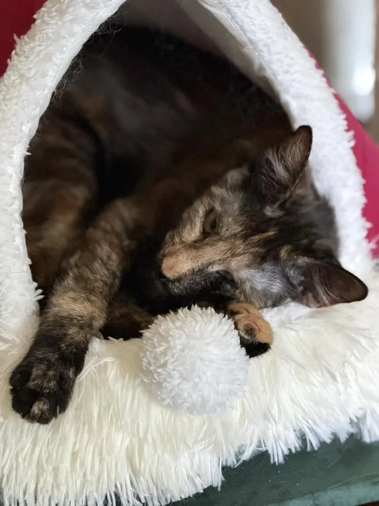 A young medium-sized female Domestic Short Hair cat named Truffles for adoption in Troy, AL