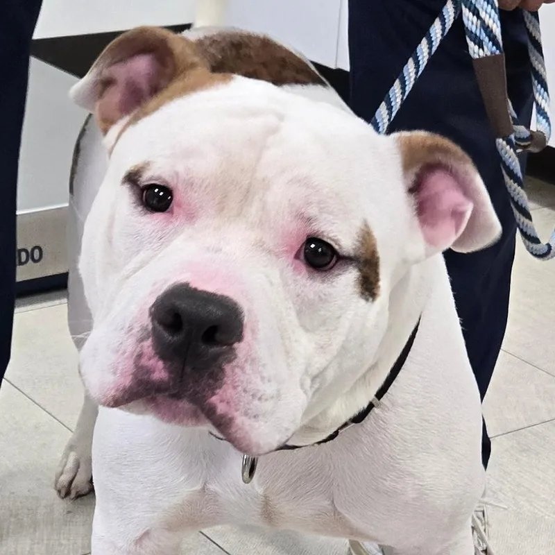 A young large-sized male Pit Bull Terrier dog named Deuce for adoption in Newark, NJ