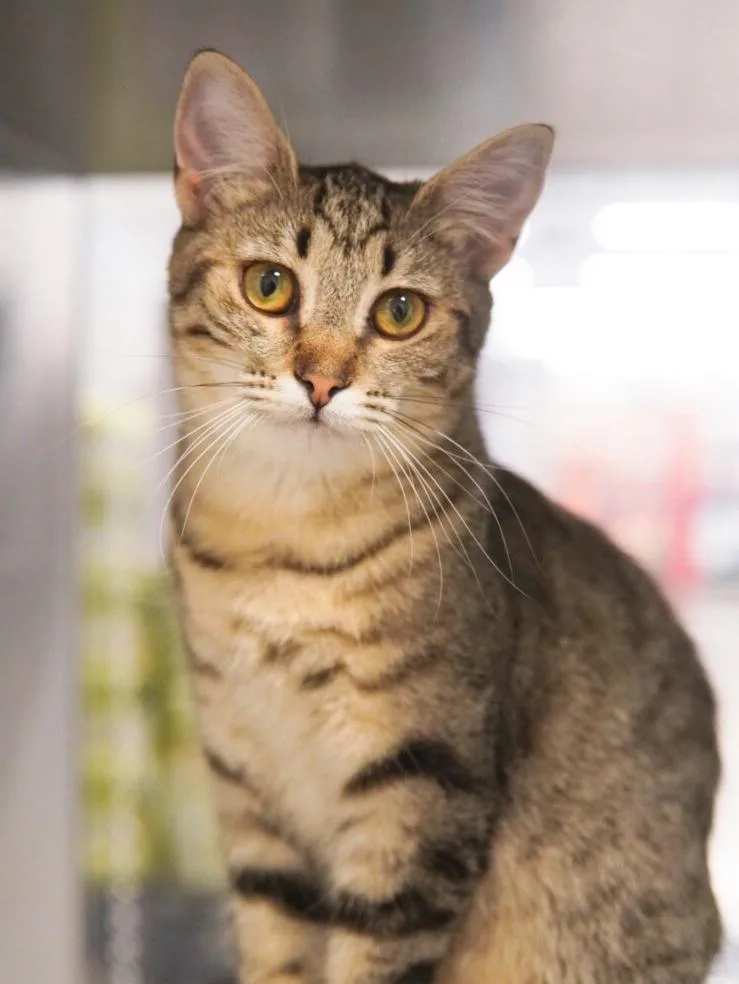 A young medium-sized female Tabby (Brown / Chocolate) Domestic Short Hair cat named Roselle for adoption in Adrian, MI