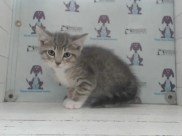 Martin