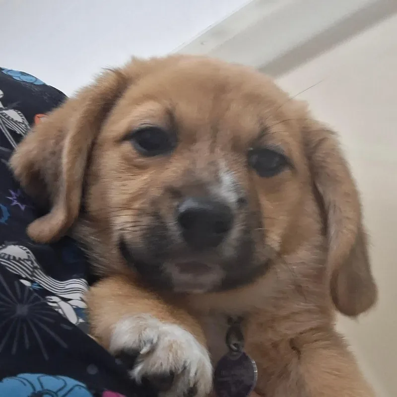 Sadie thumbnail 2