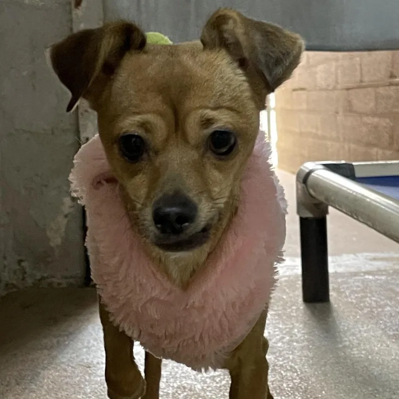 An adult small-sized female Chihuahua dog named Sally for adoption in Casa Grande, AZ