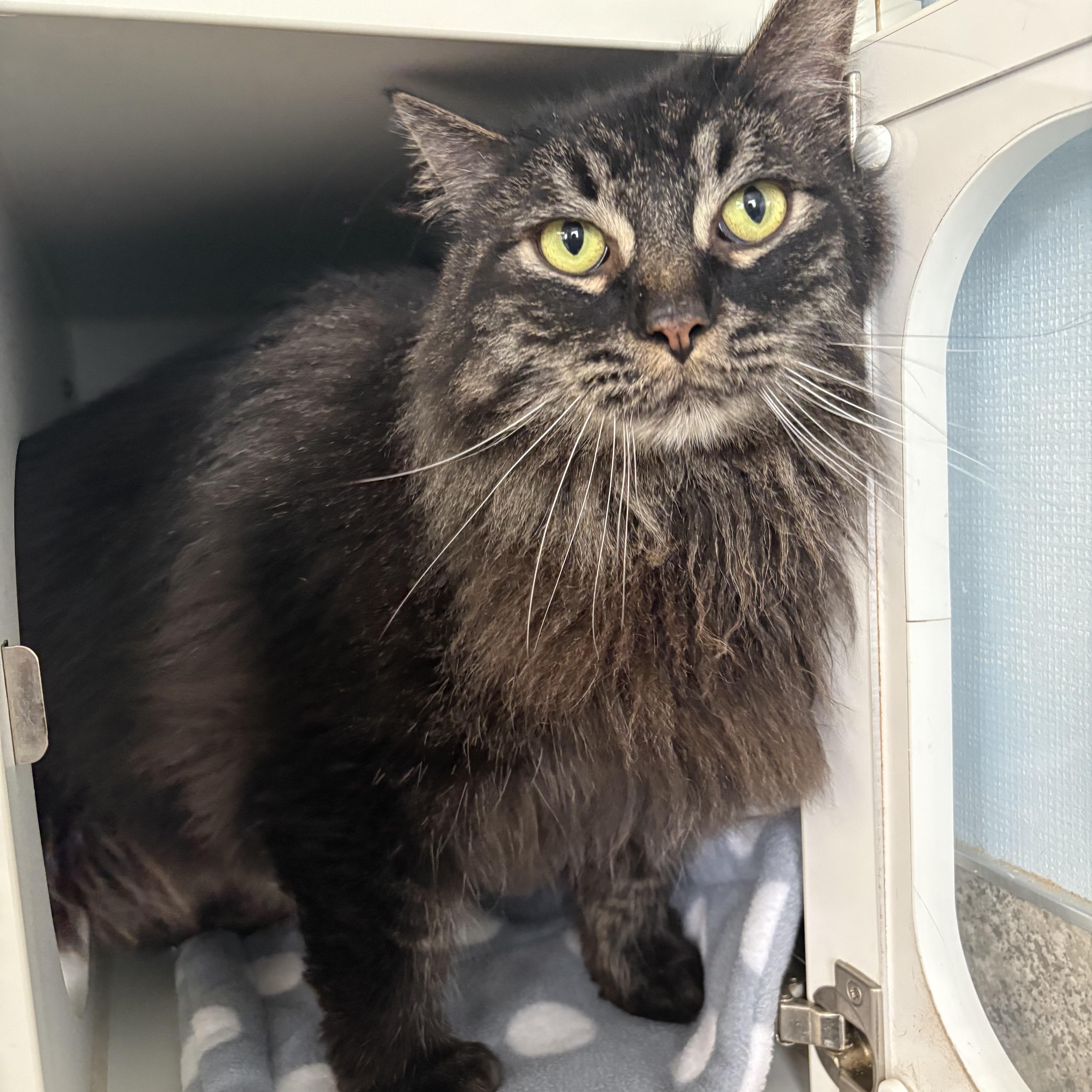 Big Mac & Whopper thumbnail 2