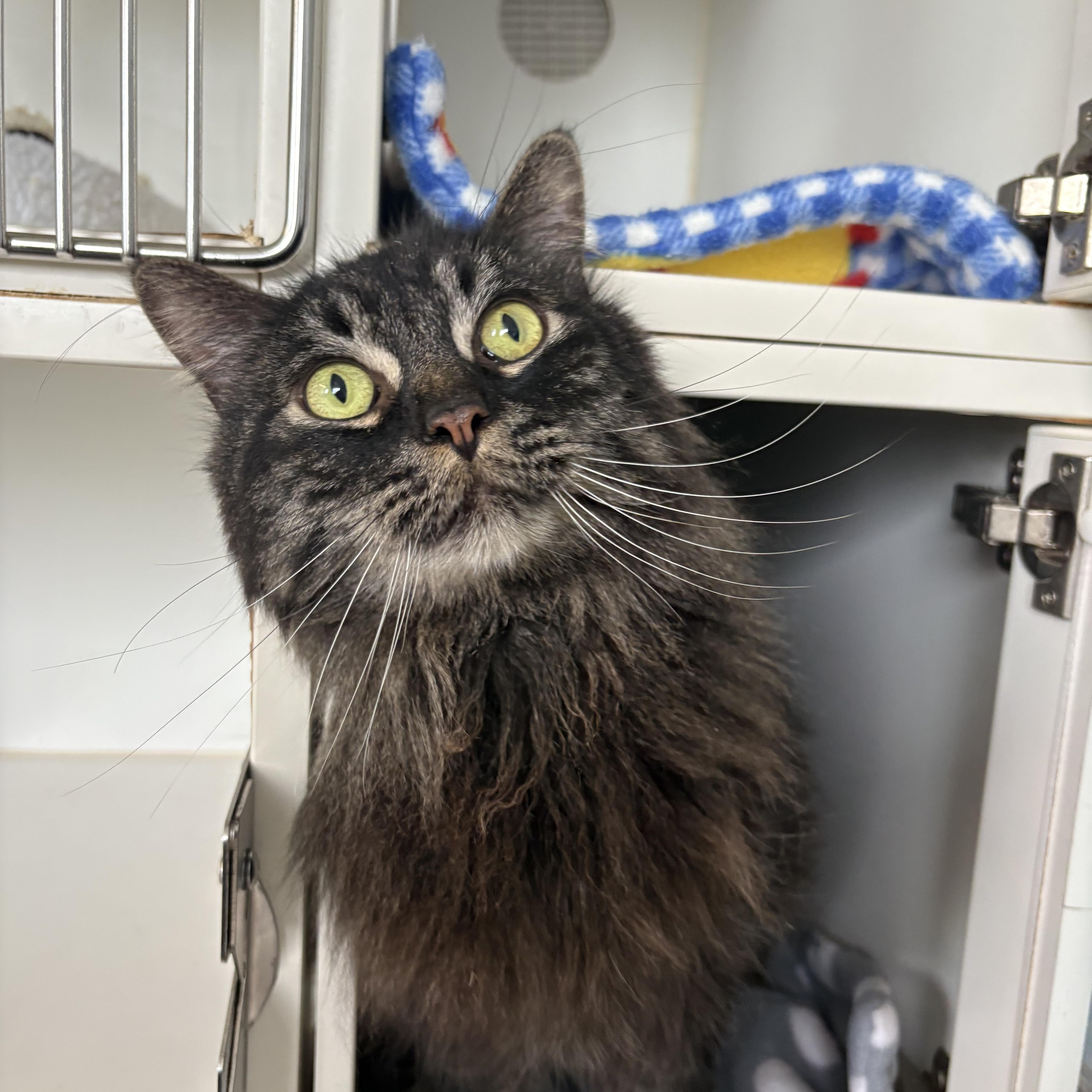An adult large-sized male Black Domestic Long Hair cat named Big Mac & Whopper for adoption in Grass Valley, CA