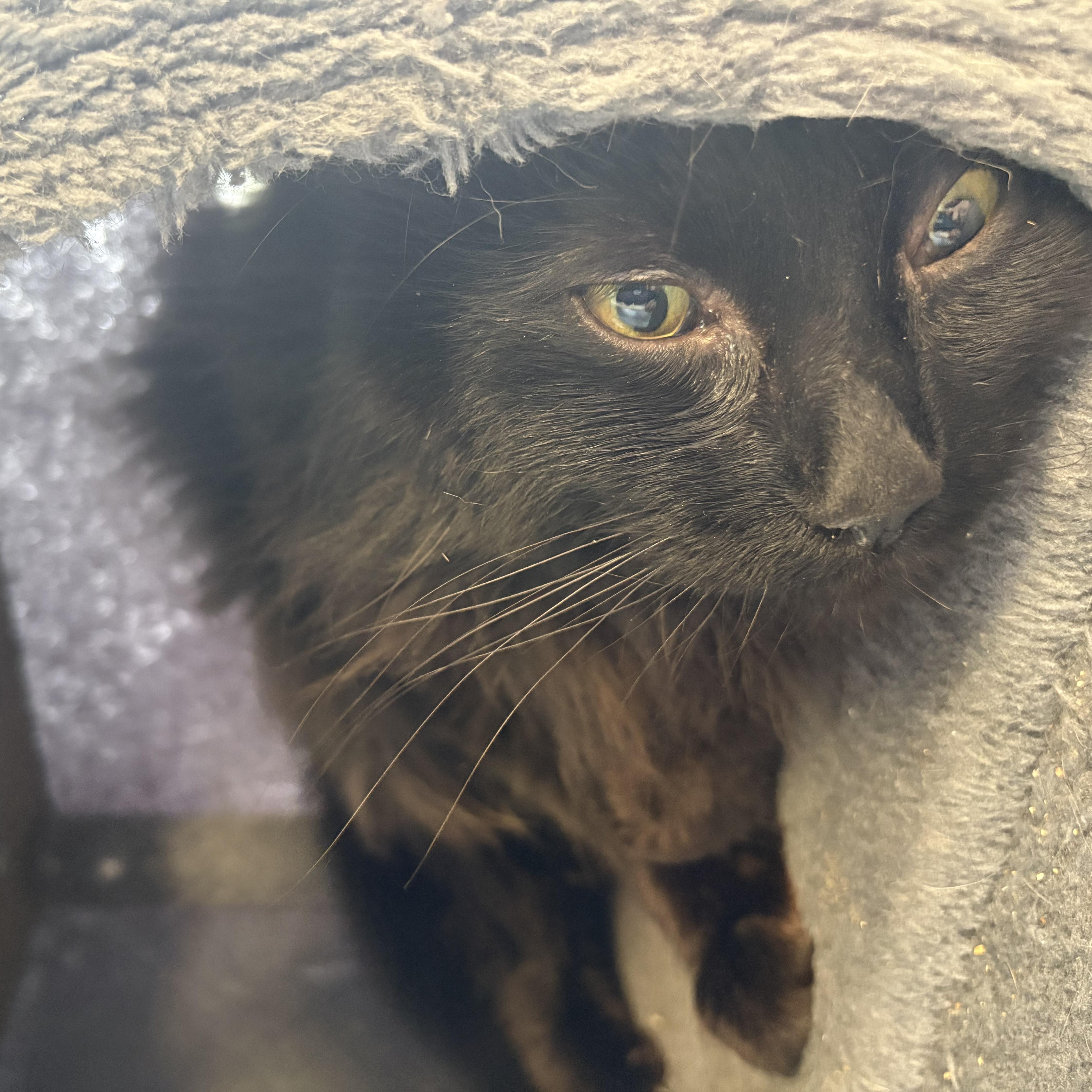 Big Mac & Whopper thumbnail 4