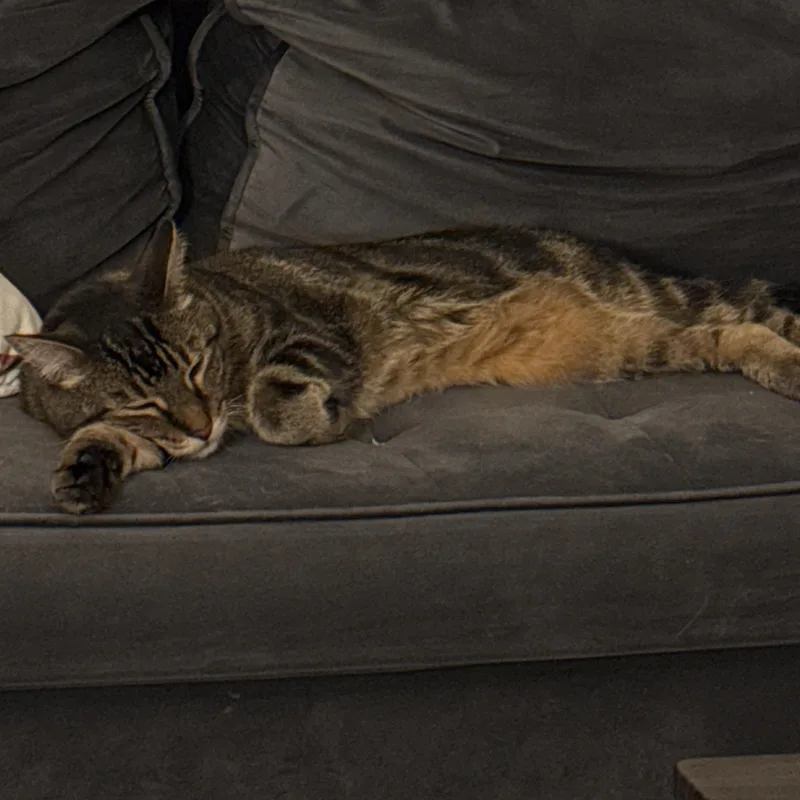 An adult medium-sized male Brown / Chocolate Domestic Short Hair cat named Eli for adoption in New york, NY