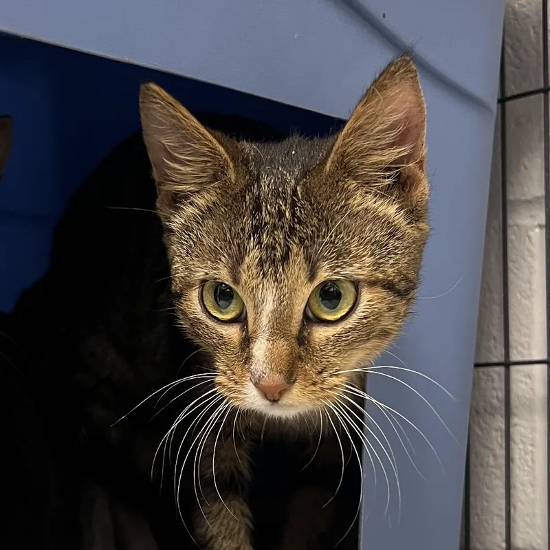 A young medium-sized male Brown / Chocolate Domestic Short Hair cat named Gladec for adoption in East Saint Louis, IL