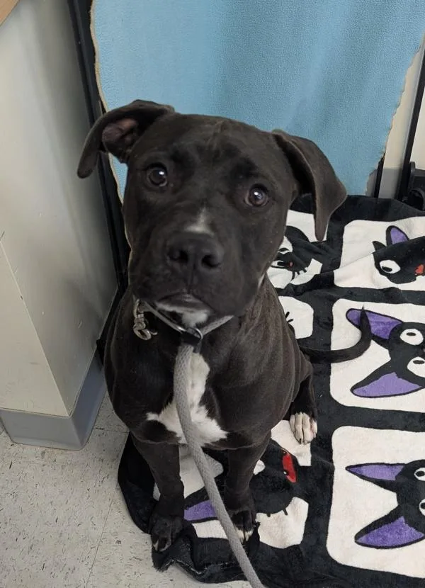 A young medium-sized male Pit Bull Terrier dog named Strider for adoption in Salt Lake City, UT