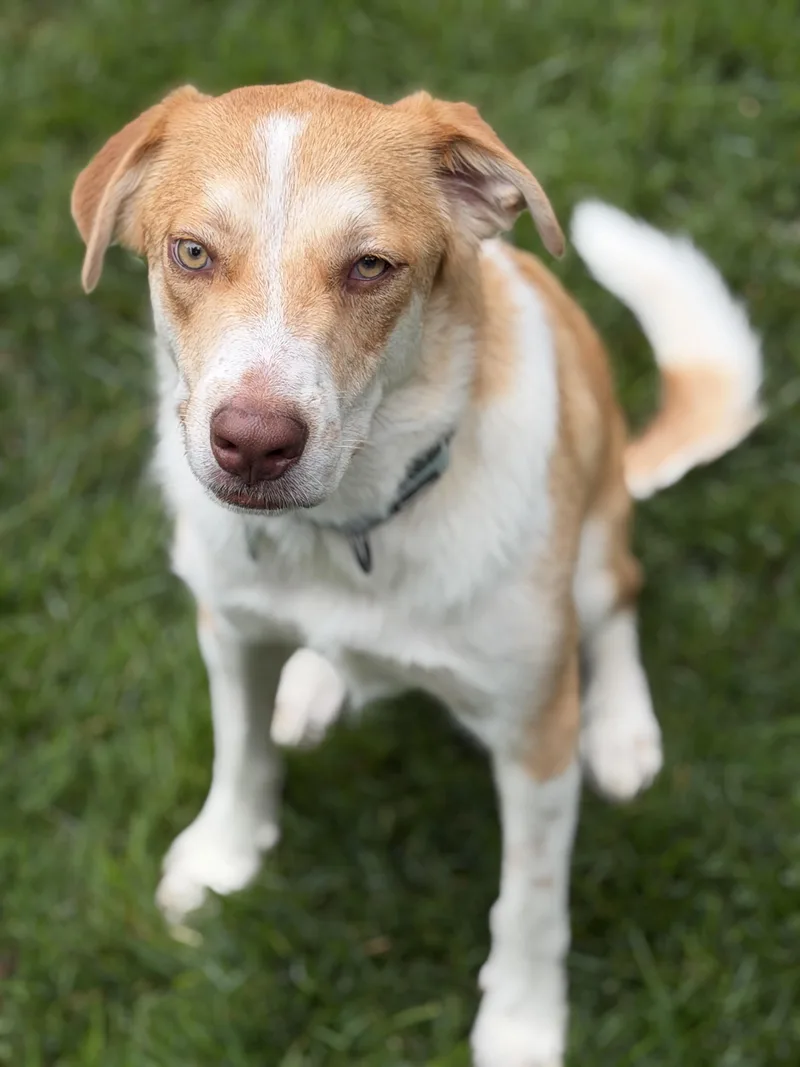 A young medium-sized male Golden Retriever dog named Tonka for adoption in Chatham, NJ