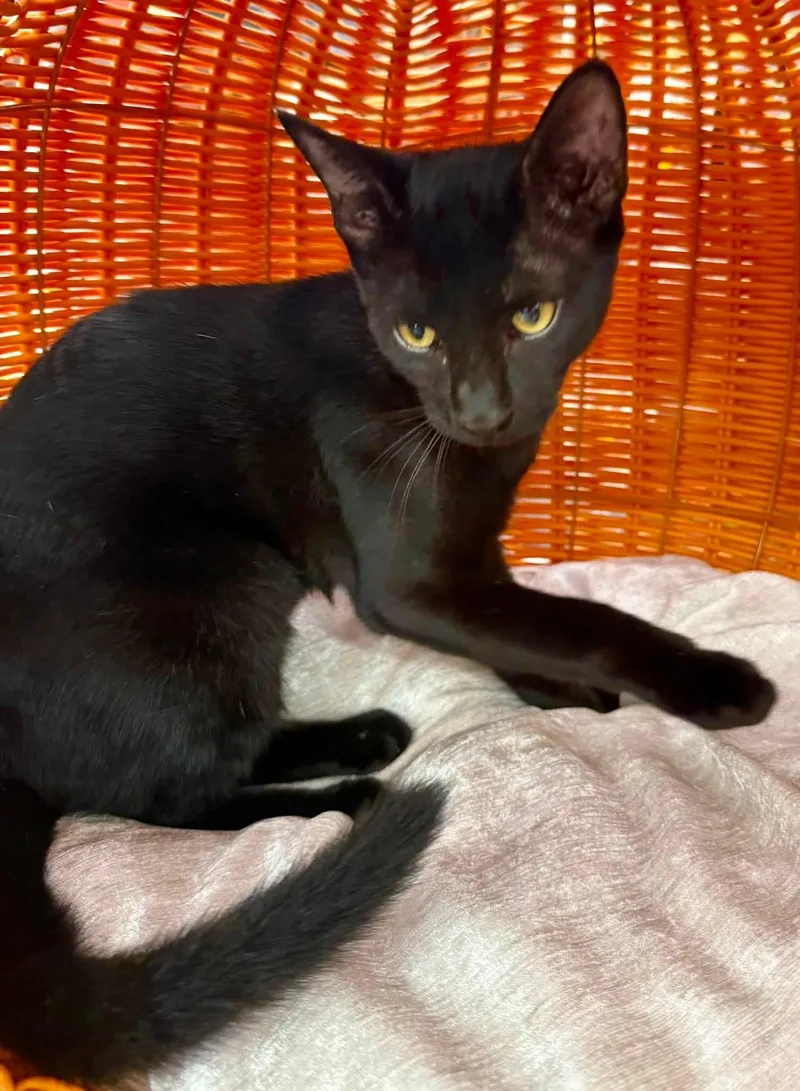 A young small-sized female Black Domestic Short Hair cat named Lola exotic athletic friendly for adoption in Jackson, GA