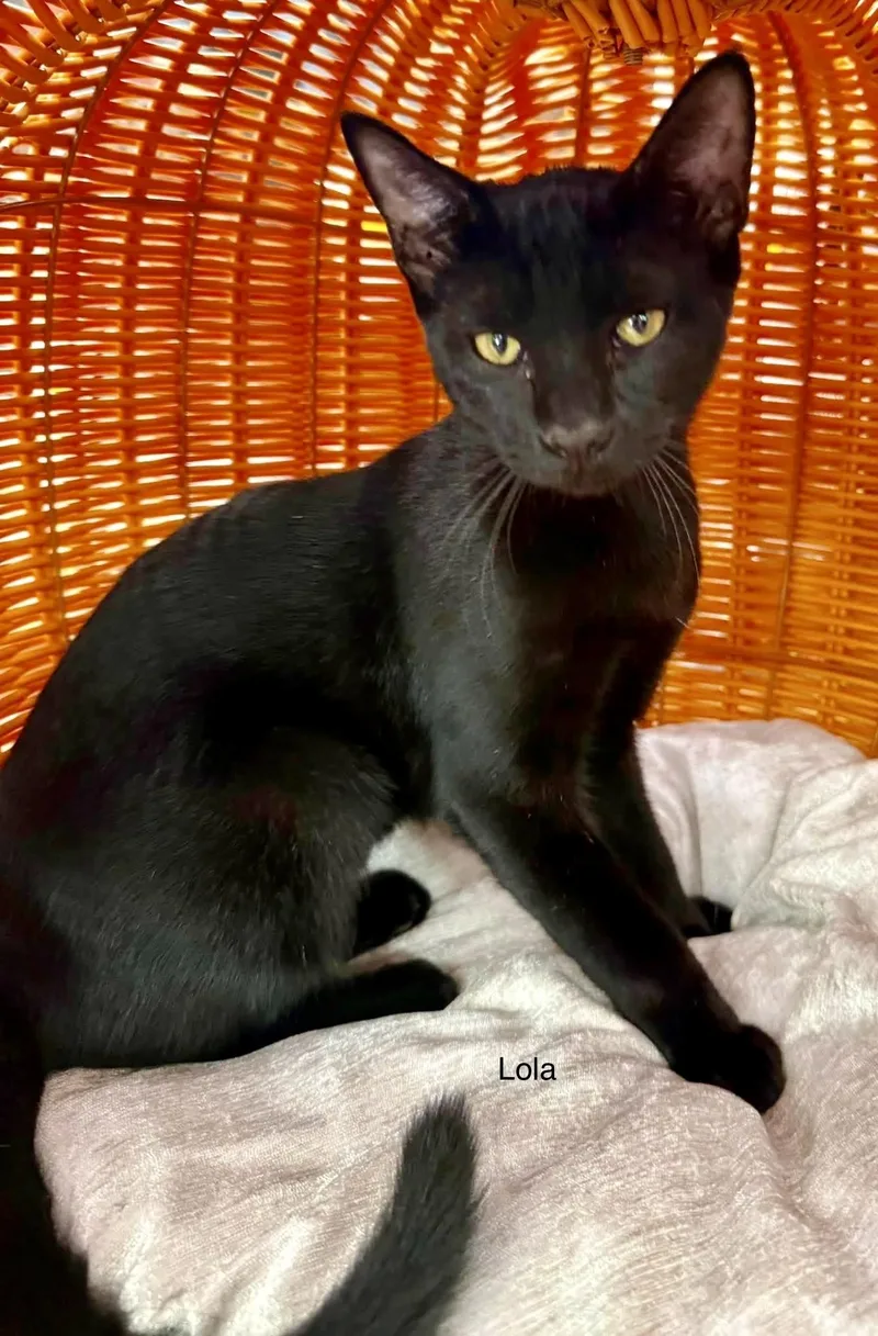 Lola exotic athletic friendly thumbnail 6