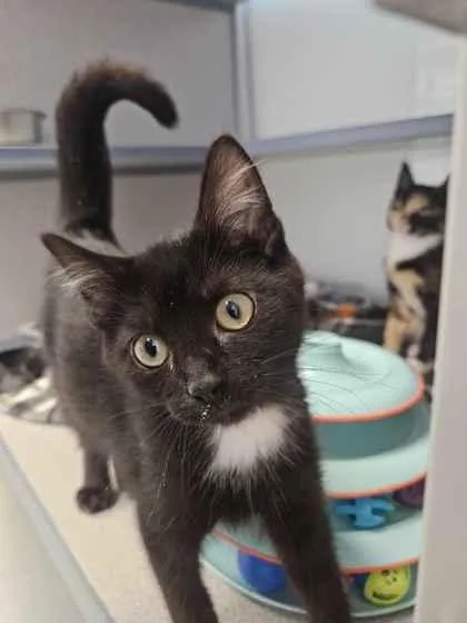 A young small-sized male Domestic Short Hair cat named Trixi for adoption in Mount Pleasant, IA