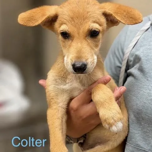 A baby medium-sized male Apricot / Beige Mixed Breed dog named Colter for adoption in Tacoma, WA