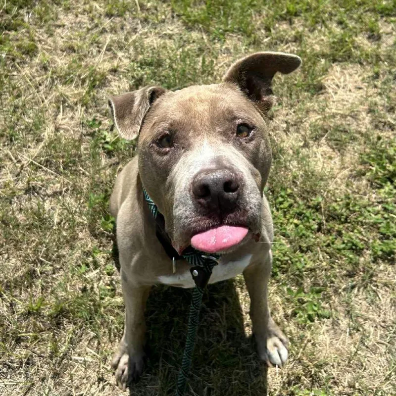 An adult medium-sized male Brown / Chocolate Pit Bull Terrier dog named Chester for adoption in Lake Panasoffkee, FL