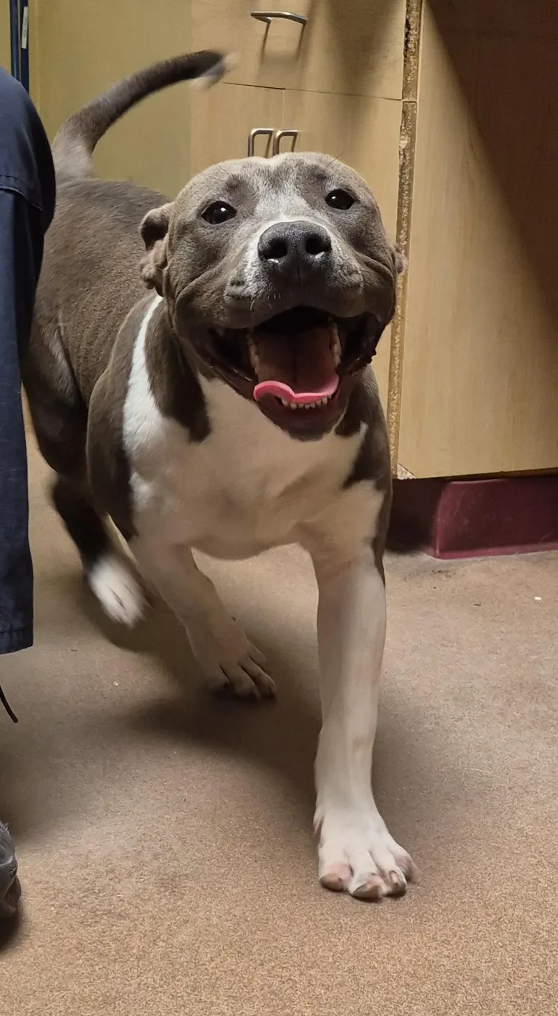 A young large-sized male Gray / Blue / Silver Pit Bull Terrier dog named Aksel for adoption in Sierra Vista, AZ