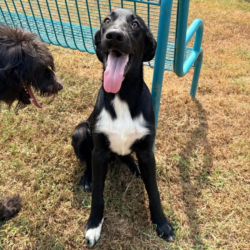 A young medium-sized male Mixed Breed dog named Norman for adoption in Saint Louis, MO