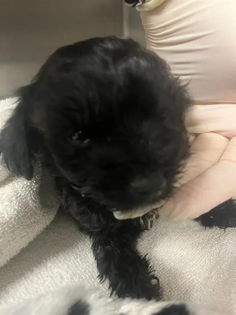 A baby small-sized male Terrier dog named Toby Bear for adoption in Riverside, CA