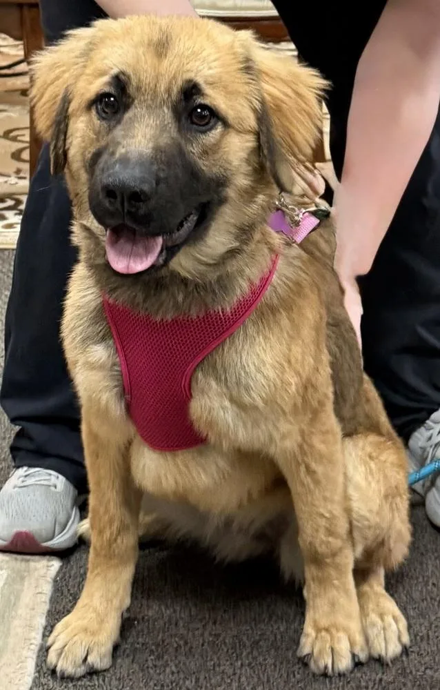 A baby large-sized female Great Pyrenees dog named Saffron for adoption in Mundelein, IL