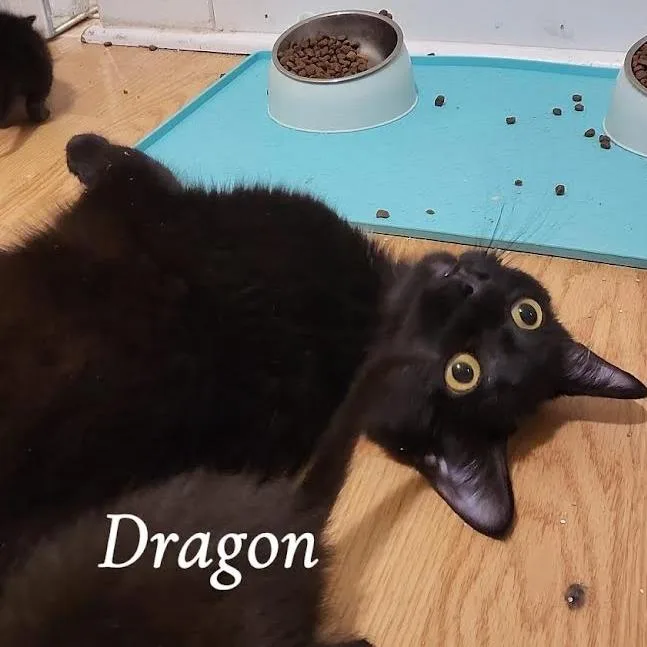 An adult medium-sized female Black Domestic Short Hair cat named Dragon for adoption in South Elgin, IL