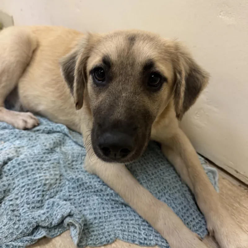 A young large-sized female Yellow / Tan / Blond / Fawn Mixed Breed dog named Chewey for adoption in Red House, WV