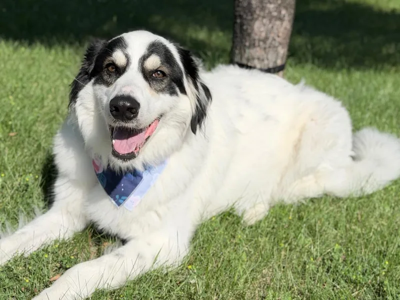 A young medium-sized female Mixed Breed dog named Lola for adoption in Menomonie, WI