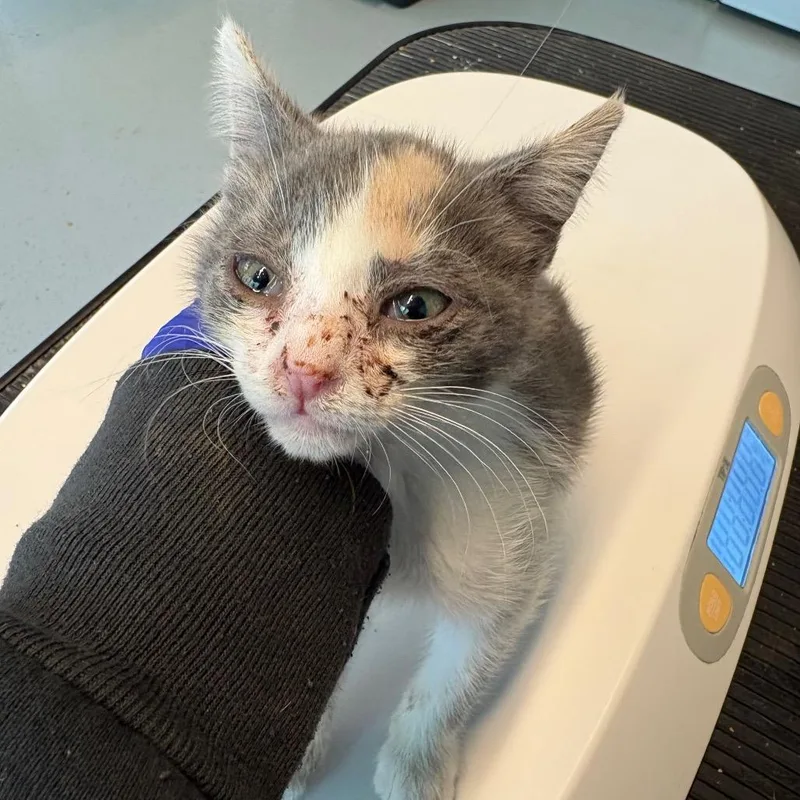 A baby small-sized female Calico Domestic Short Hair cat named Hanna for adoption in Huntington, WV