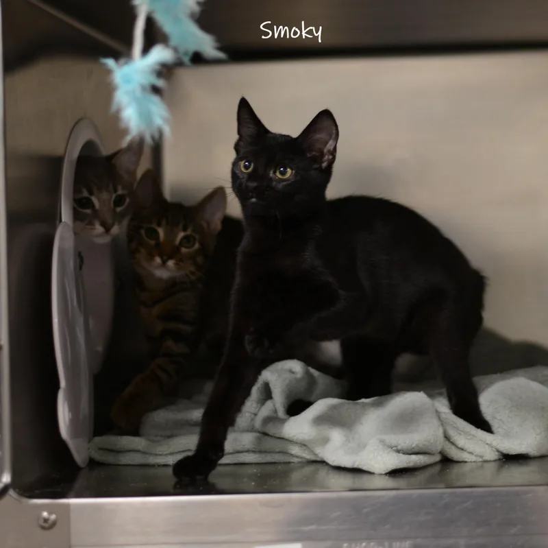 Smoky thumbnail 2