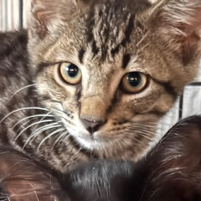 A baby small-sized male Brown / Chocolate Domestic Short Hair cat named Hayden for adoption in TITUSVILLE, FL