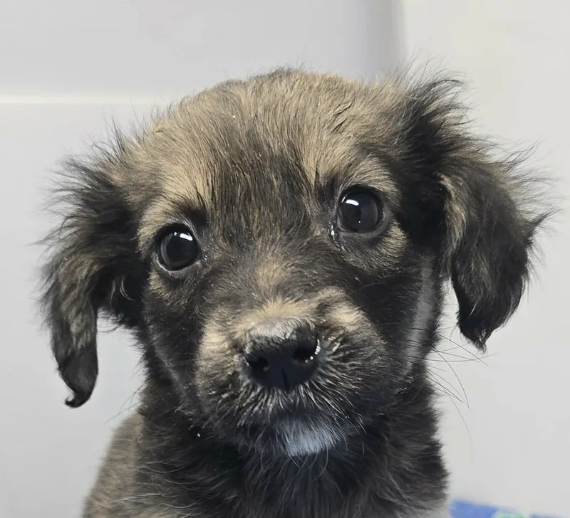 A baby medium-sized female Tricolor (Brown, Black, & White) Spaniel dog named Augusta for adoption in Newport, TN