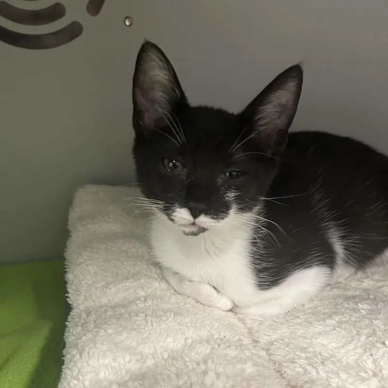 A baby small-sized female Black Domestic Short Hair cat named Tenderheart bear for adoption in Columbus, NC